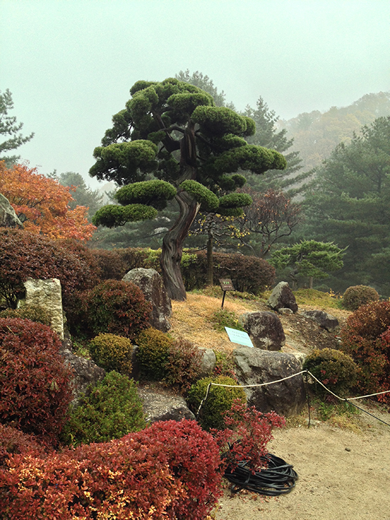 아침고요수목원